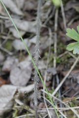 Ribes oxyacanthoides