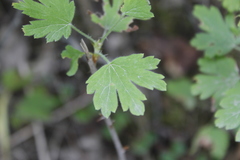 Ribes oxyacanthoides