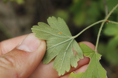 Ribes oxyacanthoides