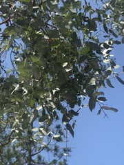 Eucalyptus cinerea