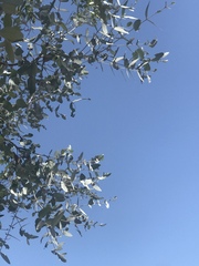 Eucalyptus cinerea