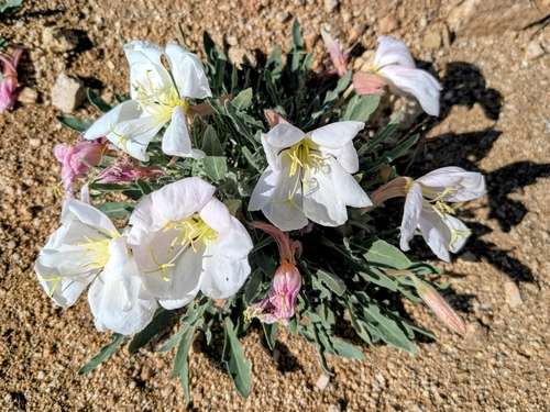 Oenothera avita