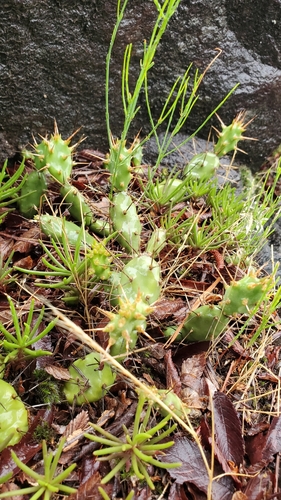 Image of Opuntia drummondii by (c) Russell P. Rai, some rights reserved (CC BY)