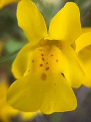 Erythranthe microphylla