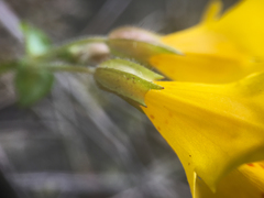 Erythranthe microphylla