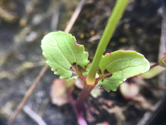 Erythranthe microphylla