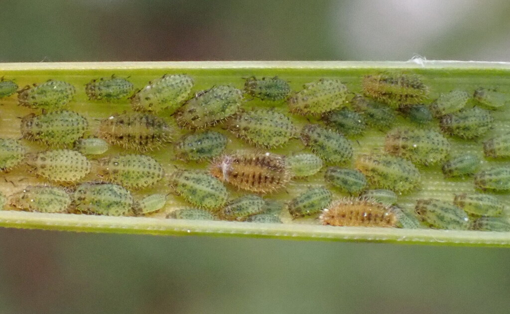 Brisly olive grass aphid