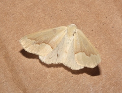 Sabulodes spoliata