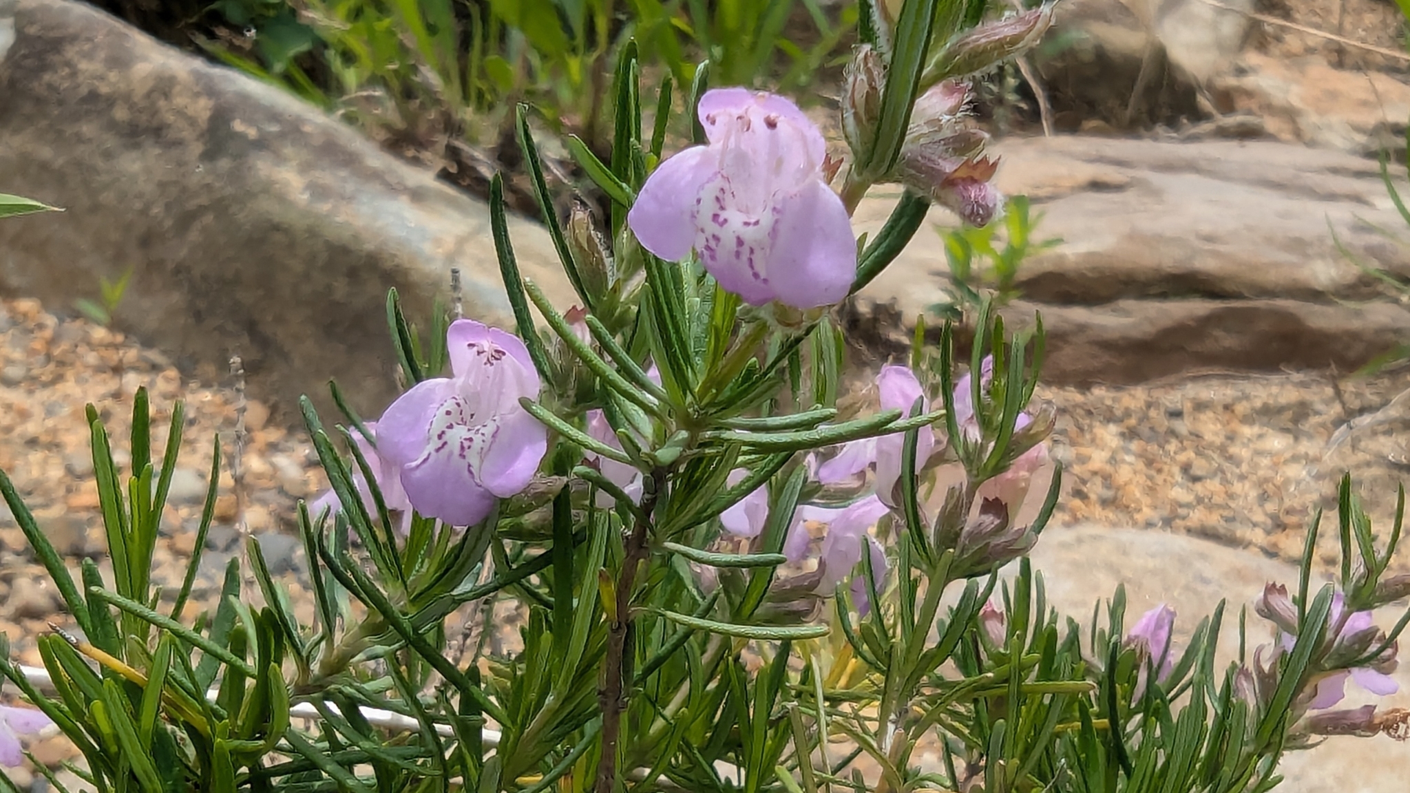 Imagem de Conradina verticillata