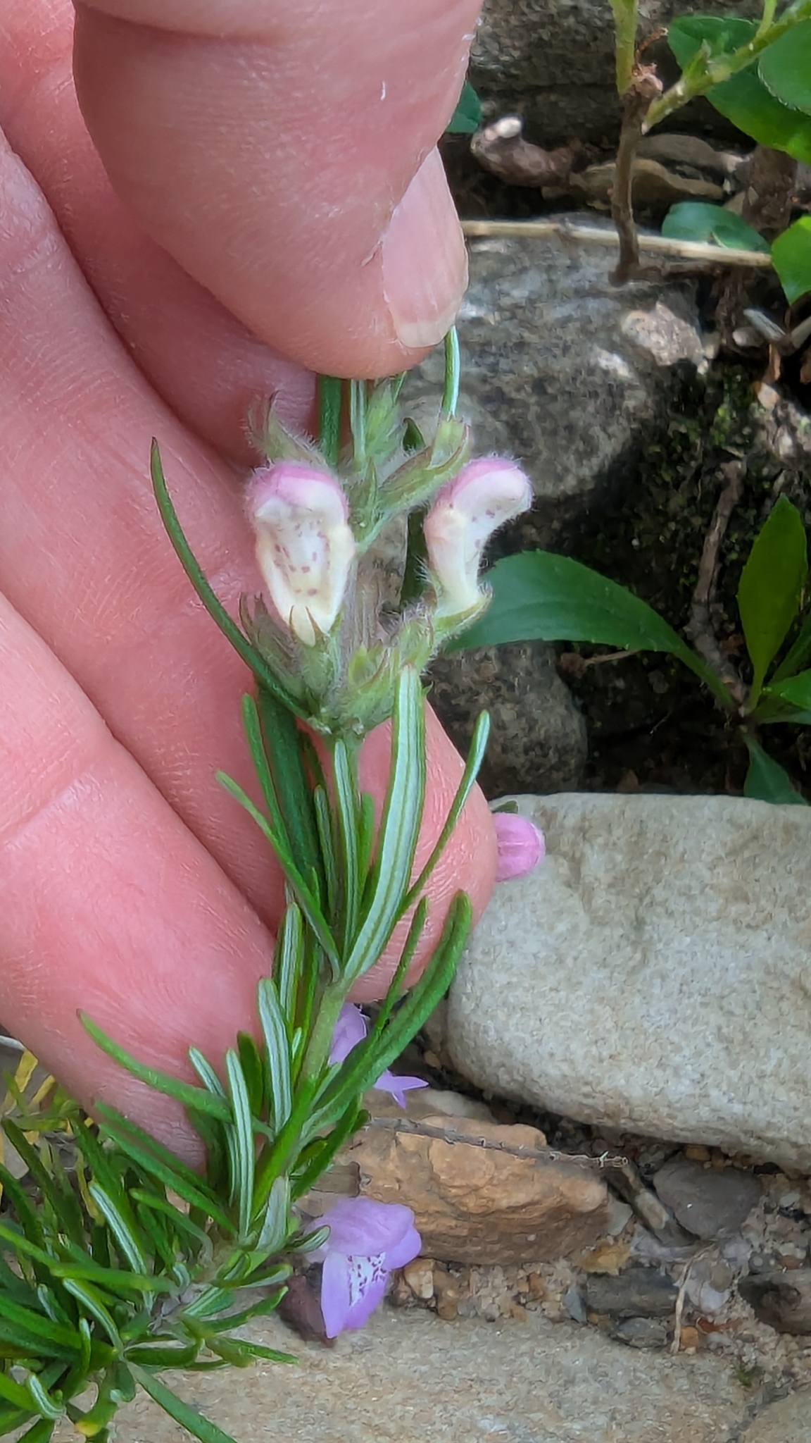 Imagem de Conradina verticillata