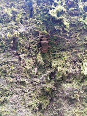 Polyrhaphis angustata