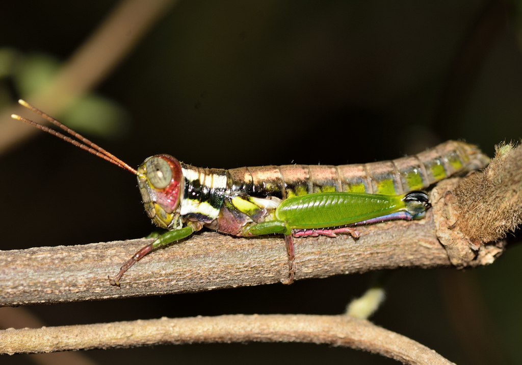 Dellia dominicensis