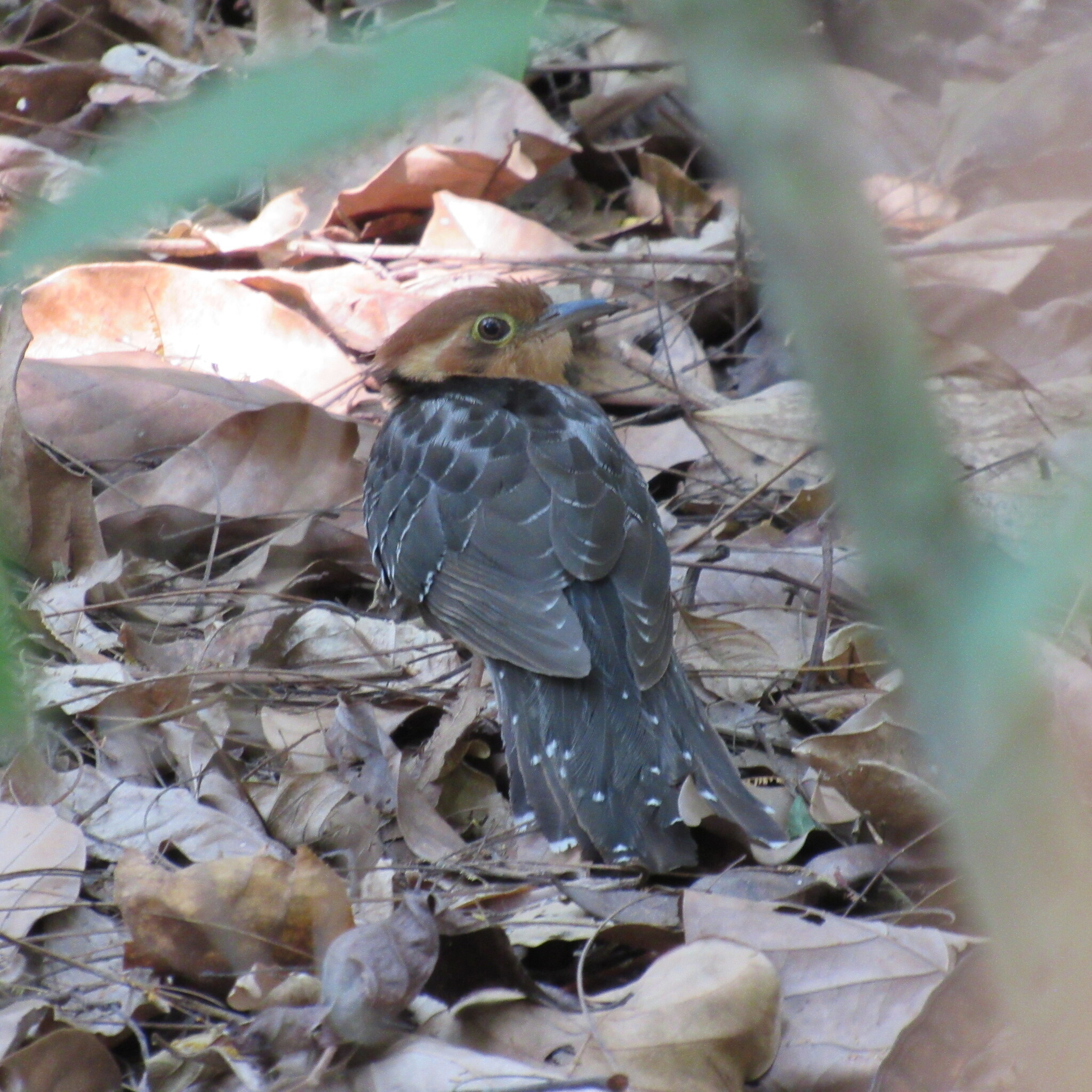 Pavonine Cuckoo (Dromococcyx pavoninus), photo 9
