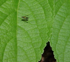 Condylostylus quadricolor