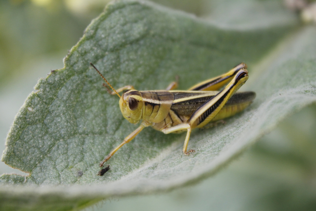  Two-striped Grasshopper (Melanoplus bivittatus) Lena Dietz Chiasson