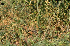 Podarcis siculus campestris