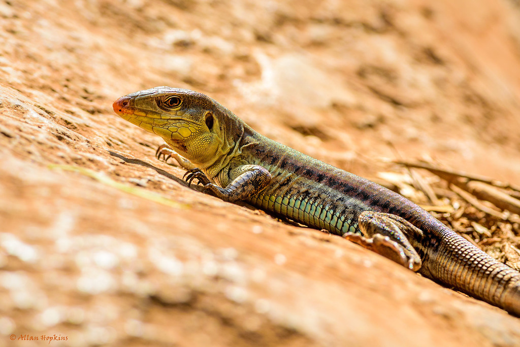 Auber's Ameiva
