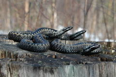 Adder photo 1