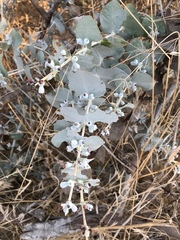 Eucalyptus cinerea