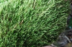 Plasteurhynchium striatulum