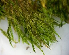 Plasteurhynchium striatulum