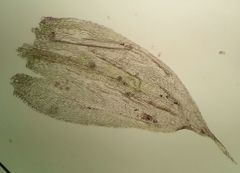 Plasteurhynchium striatulum