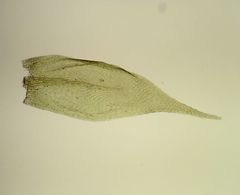 Plasteurhynchium striatulum