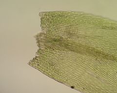 Plasteurhynchium striatulum