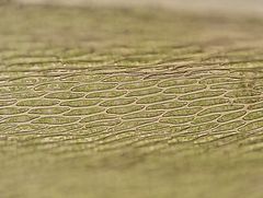 Plasteurhynchium striatulum