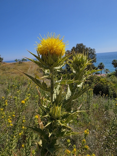 Image of Carthamus Arborescens (Carthamus arborescens) by (c) Jacek Pietruszewski, some rights reserved (CC BY)