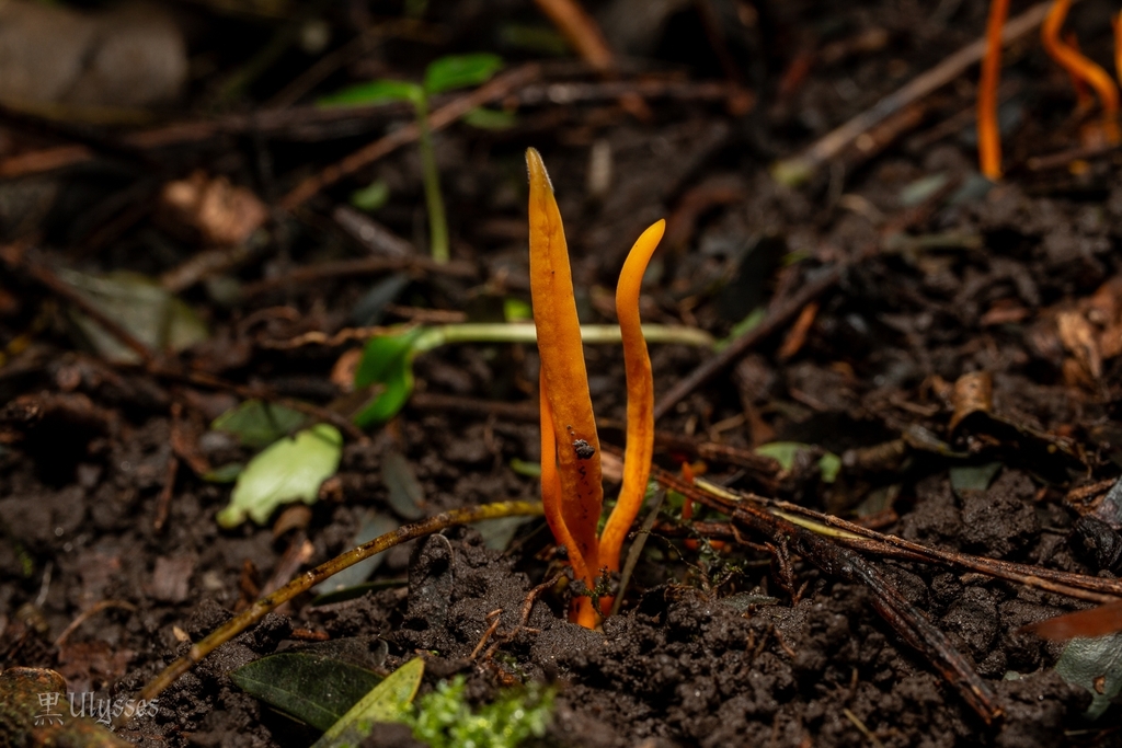 Clavulinopsis laeticolor · May 2025 · photo: © kuroulysses (iNaturalist, cc-by)