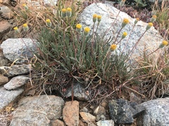Erigeron bloomeri bloomeri
