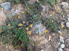Eriogonum marifolium