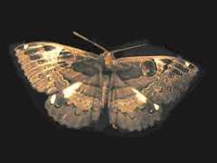 Erebus terminitincta