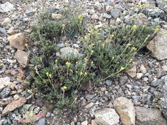 Eriogonum congdonii