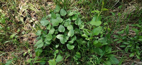 Image of Viola collina by (c) Ondřej Křivan, some rights reserved (CC BY)