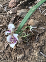 Calochortus elegans nanus