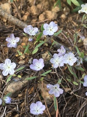 Phacelia pringlei