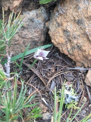 Calochortus elegans