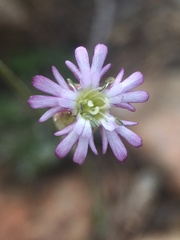 Silene grayi