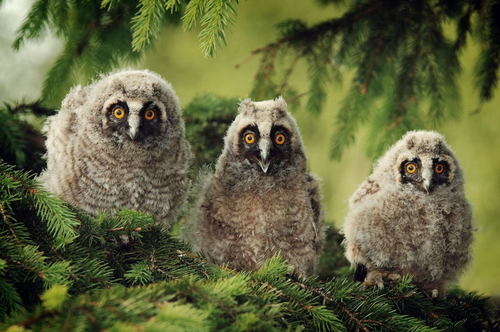 Long-eared Owl, photo 2 of 8