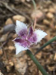 Calochortus elegans nanus