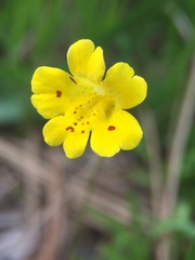 Erythranthe linearifolia