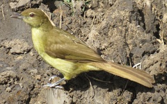 Chlorocichla flaviventris flaviventris