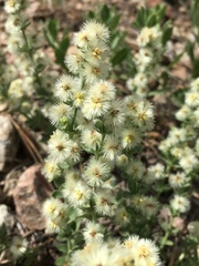 Galium serpenticum scotticum