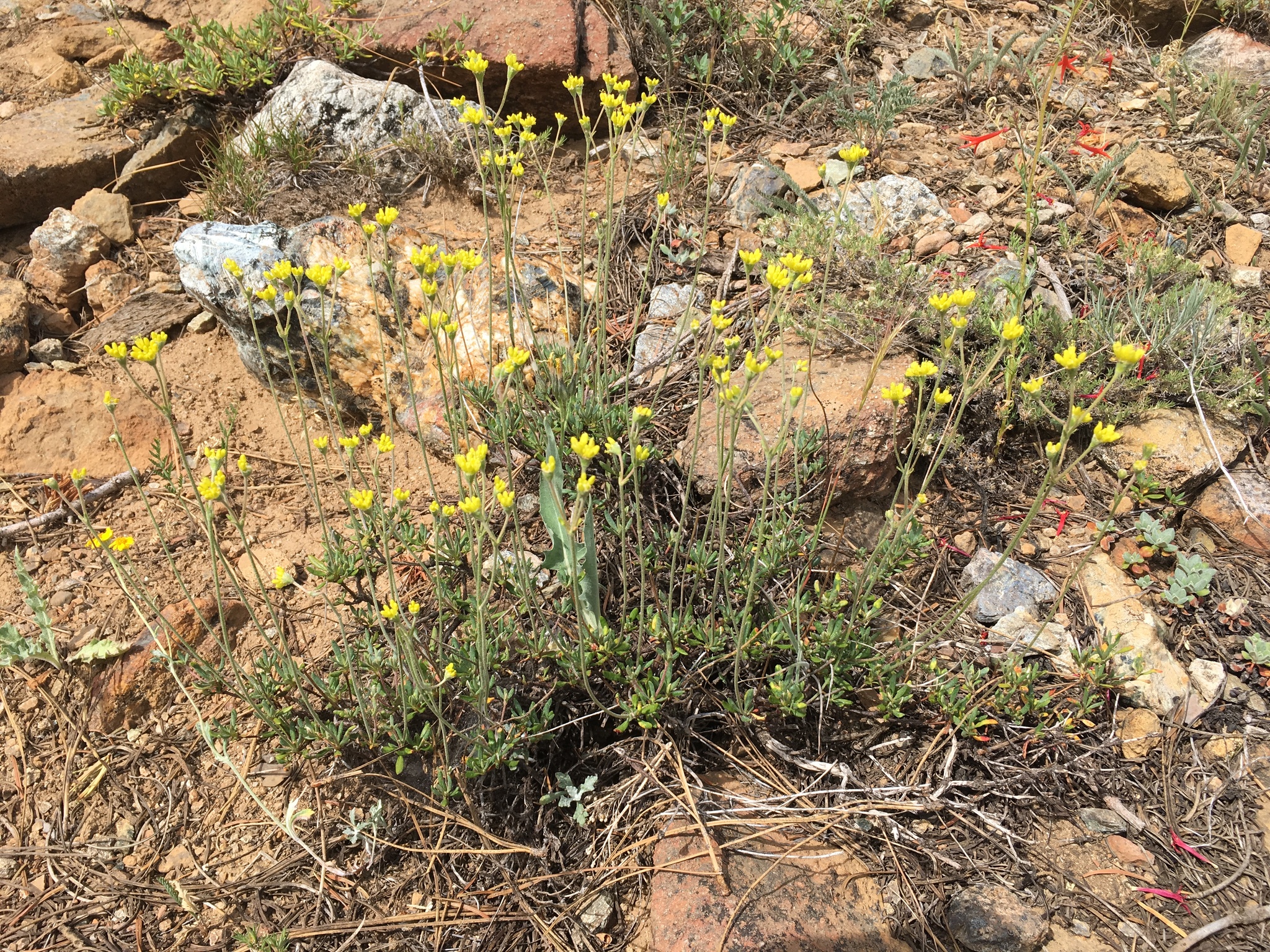 Eriogonum congdonii