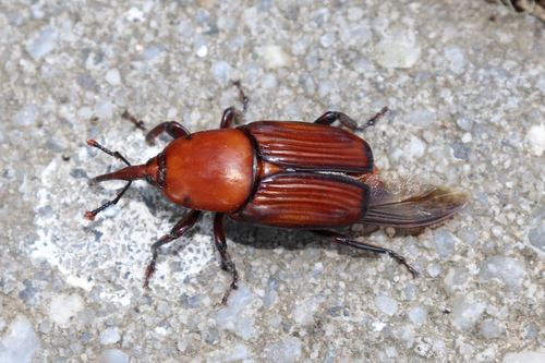 Red Palm Weevil