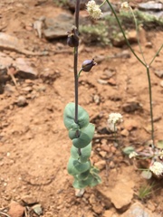 Streptanthus barbatus