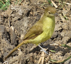 Chlorocichla flaviventris flaviventris