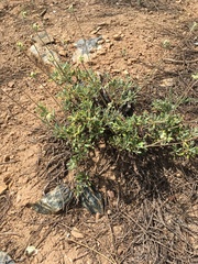 Eriogonum congdonii